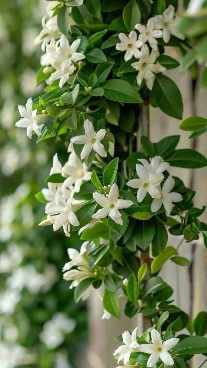 Jasmine flowers